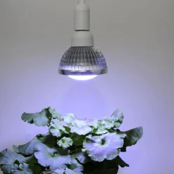 Plantebelysning Vinter