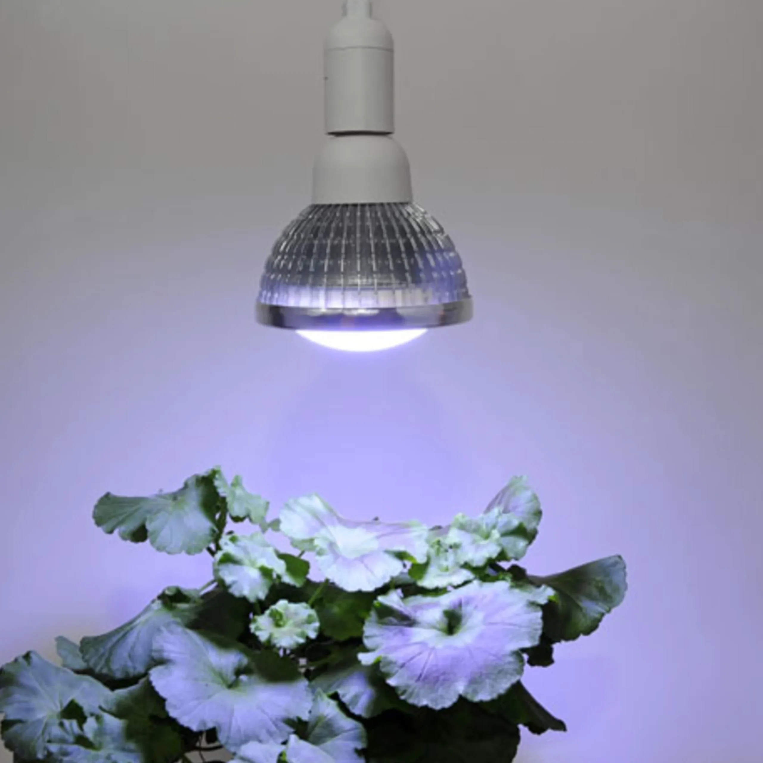 Plantebelysning Vinter