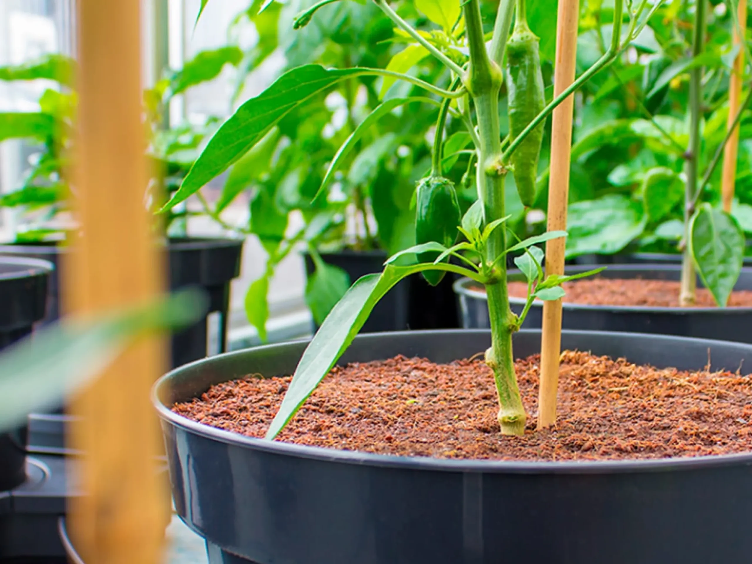 PLANTiT Kokosfiber