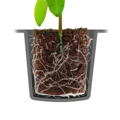 ROOT!T dyrkningsbund
