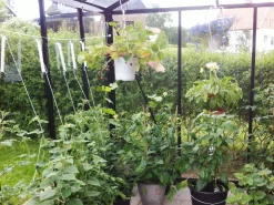 Tomatkrog