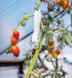 Tomatkrog