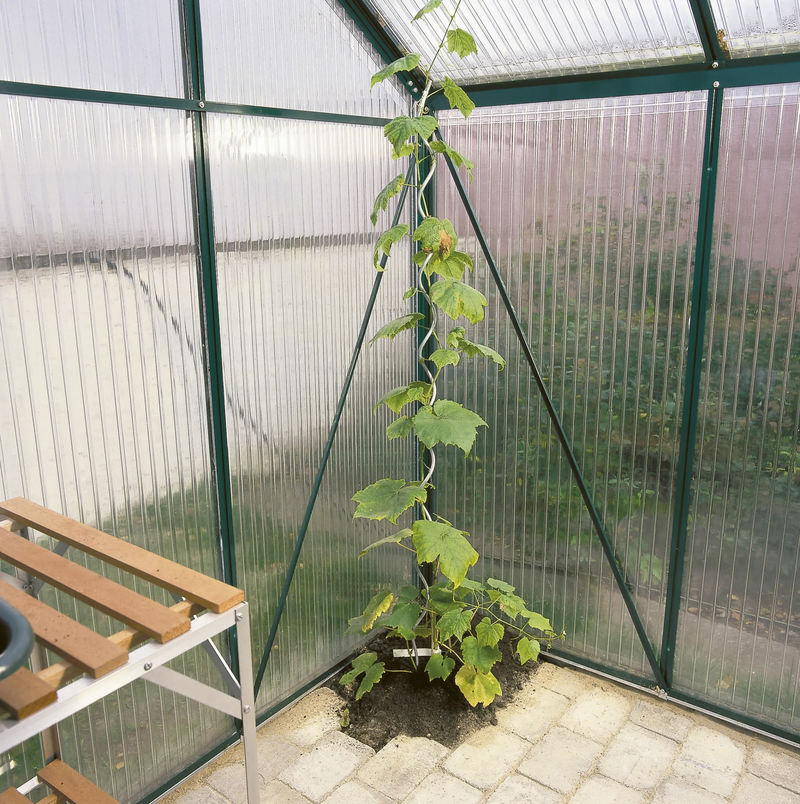 Tomatspiral
